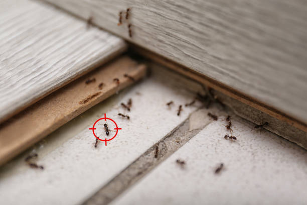 Best Pest Removal Services  in San Diego, TX